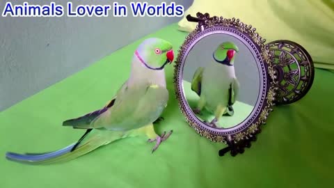 Cute and Amazing Talking Parrots
