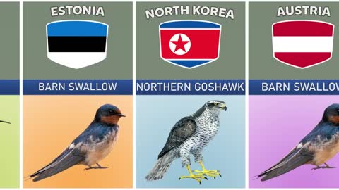 National Birds From Different Countries