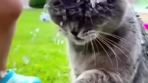Funny Cat reacted 🤣