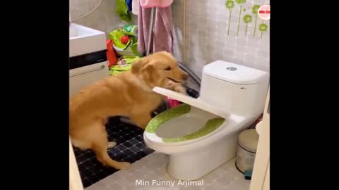 Funniest Animals | Funny Dog and Cat