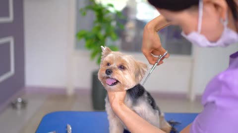 6 best grooming for yorkshire terrier!!✂️❤️🐶