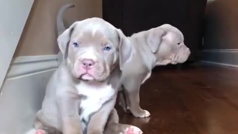 Two cute puppies