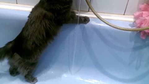 Cat loves the water tap