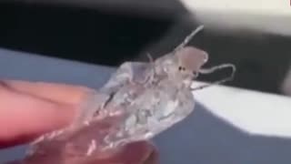 Alien Animal Viral Video