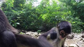 Curioso mono bebé lame y mordisquea la cámara