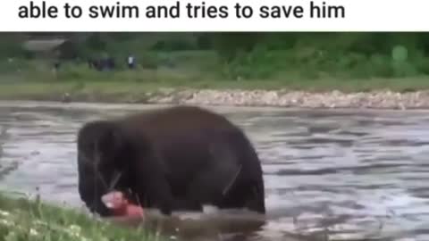 Cute Elephant Tries to Save Swimming Man