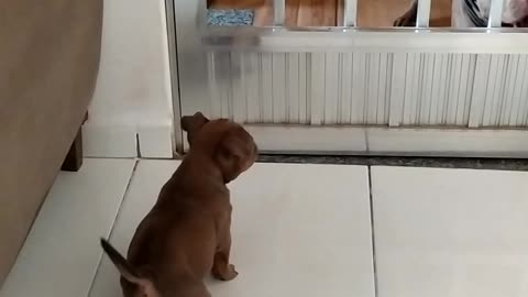 Little Pup Gets Scared by Big Dog