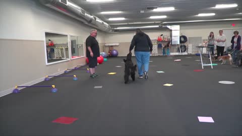 Dog Training Shows Where To Start