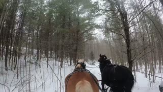 DRAFT HORSE DOWN! \\ Riley takes a tumble!