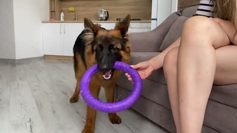German Shepherd Puppy kindly asks owner to play with him