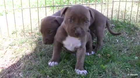 PITBULL GROWLS AND SNAPS AT HER PUPPIES!