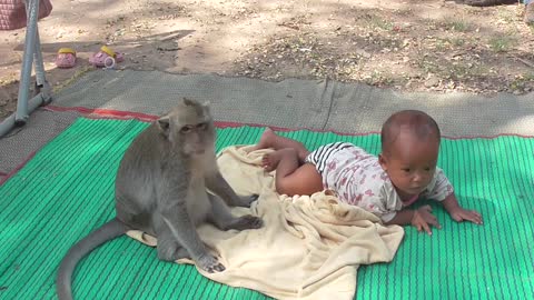 Monkeys Entertains The Baby