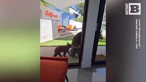 Mama Bear Lures Cubs to Swim in Pool