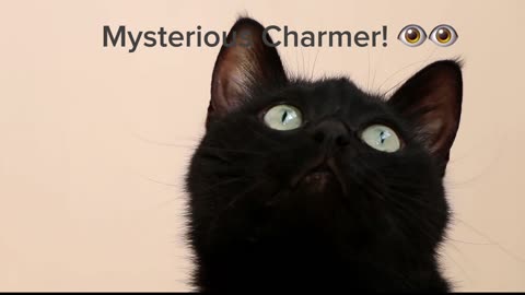 The Enigmatic Gaze of a Black Cat Captivates All!