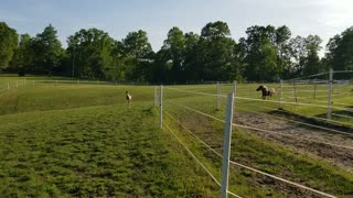 Risky and Breeze are off to the races, 5/12/23