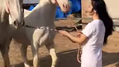 HORSE SO CUTE! CUTE AND FUNNY HORSE VIDEOS COMPILATION CUTE MOMRNT