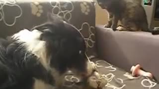 Kitten play fights Border Collie to get her teddy back