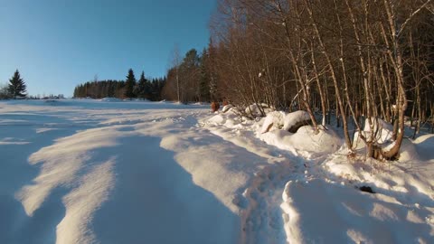 Scottish Highland Cattle In Finland Cows and birds 6th of February 2020