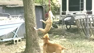 Dog Refuses to Let Go of Rope Swing