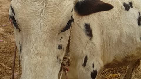 Bull price | Mandi Iqbal Nagar | Pakistan