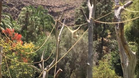 Cute Gibbons Playing & Climbing