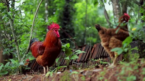 rooster and hen mating time