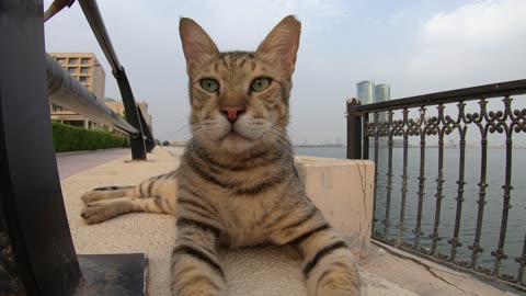 MICHAEL JACKSON - Homeless cat in Ras Al Khaimah, UAE #cat #cats #MichaelJackson #emirates #ae #UAE