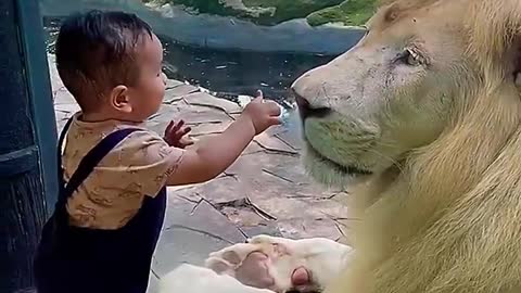 Baby vs lion