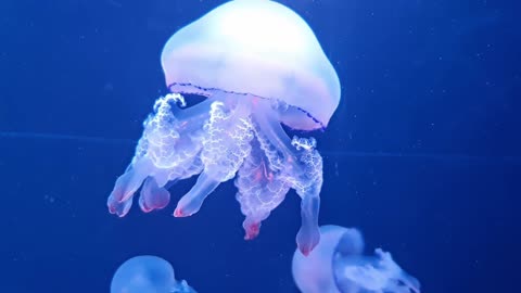 jellyfish in ocean #trending #jellyfish #ocean #sea #undersea #viral #animals #peace #calm #free