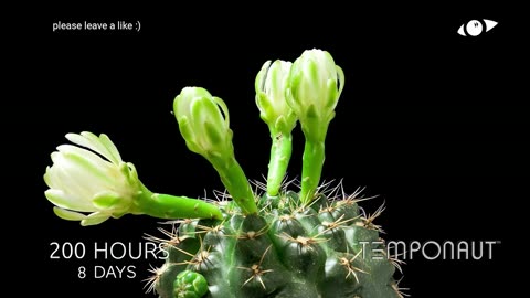Top 10 Plant and Flower Timelapses