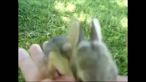 Baby Bunny Rabbits Binky - CUTEST Compilation