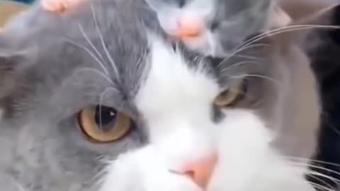 Funny Cat Compilation Videos🐱🐱😘