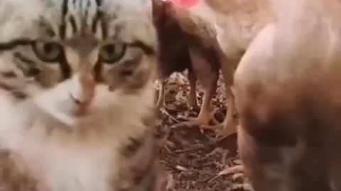 Funny cute cats