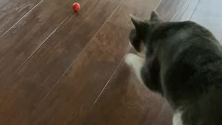 Little Chasing Tomato