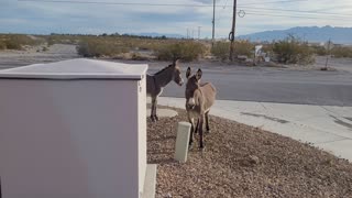 burros - DMV Pahrump, NV