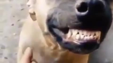 Dog laughing