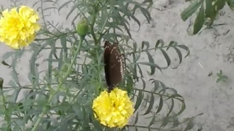 How do butterflies extract nectar from flowers l Mixvlog