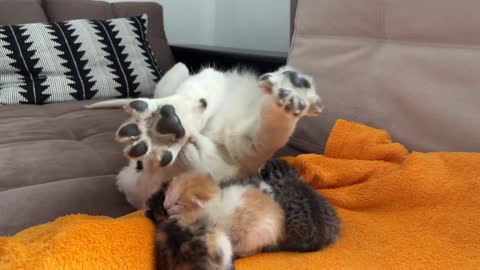 Golden Retriever Puppy Confused by Baby Kittens