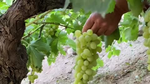 Green Grapes Harvest #grapes #farming