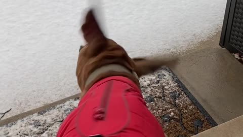 First Snow Makes Rescue Dog Uncertain