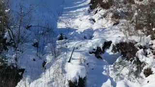 Wolf Running on Snowy Roads in Canada