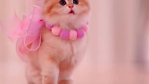 Cutest cat 🐈