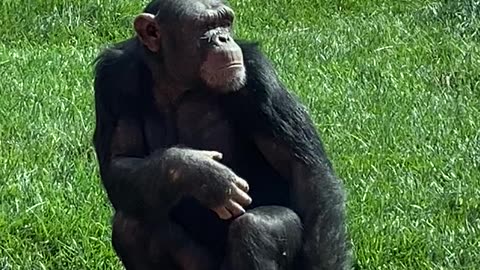 Male Chimpanzee in Greek Attika Zoo