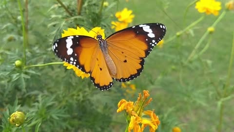 Beautiful Butterfly On A Flower