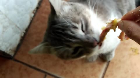 sharing meal with my cat