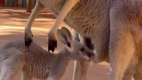 So cute baby kangaroo!