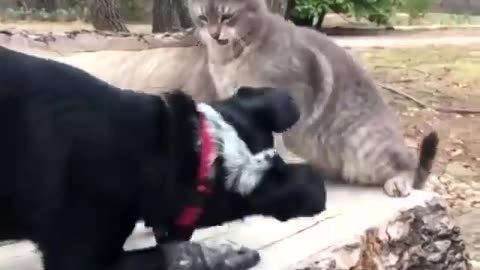 Cats And Dogs Always Have Fun Together. Try not to laugh