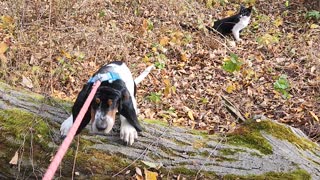 Walking in woods with a dog and cat
