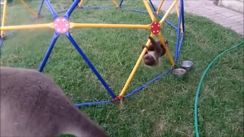 Funny animals video