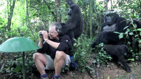 Touched by a Wild Mountain Gorilla (short)